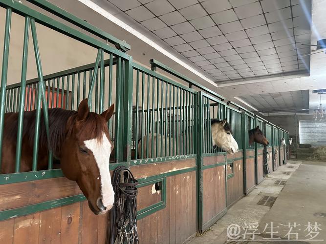 赛前探析——优良马匹与顶级马厩的完美配搭 赛前探析——优良马匹与顶级马厩的完美配搭